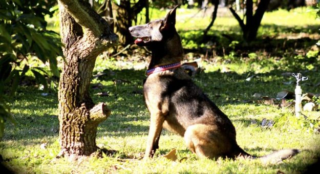 2021mar16 Covid Dogs.jpg